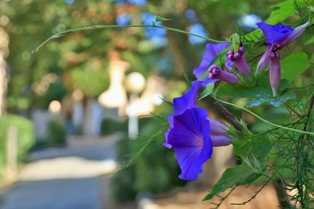 Village De Vacances Paese Di Lava, Grand Ajaccio Alata Luaran gambar